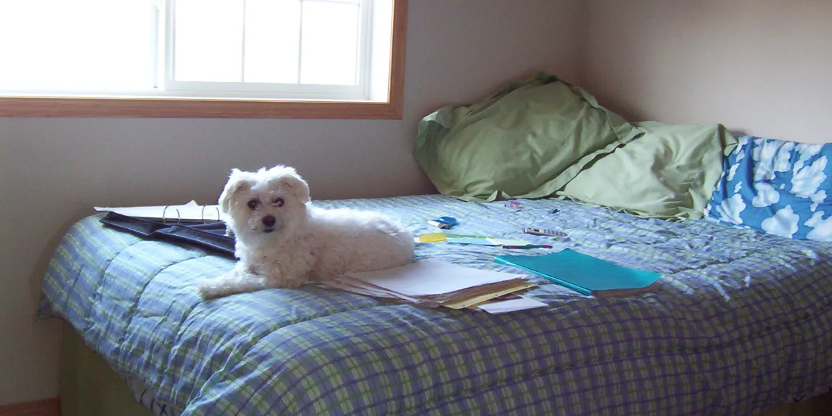 How To Make Your Home Pet-Friendly