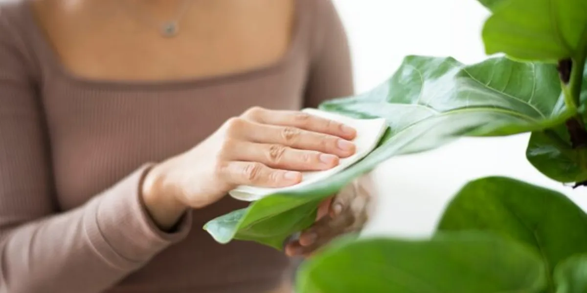 How To Keep Your Plants Happy And Healthy This Winter