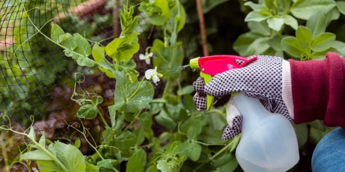 How To Keep Your Plants Happy And Healthy This Winter