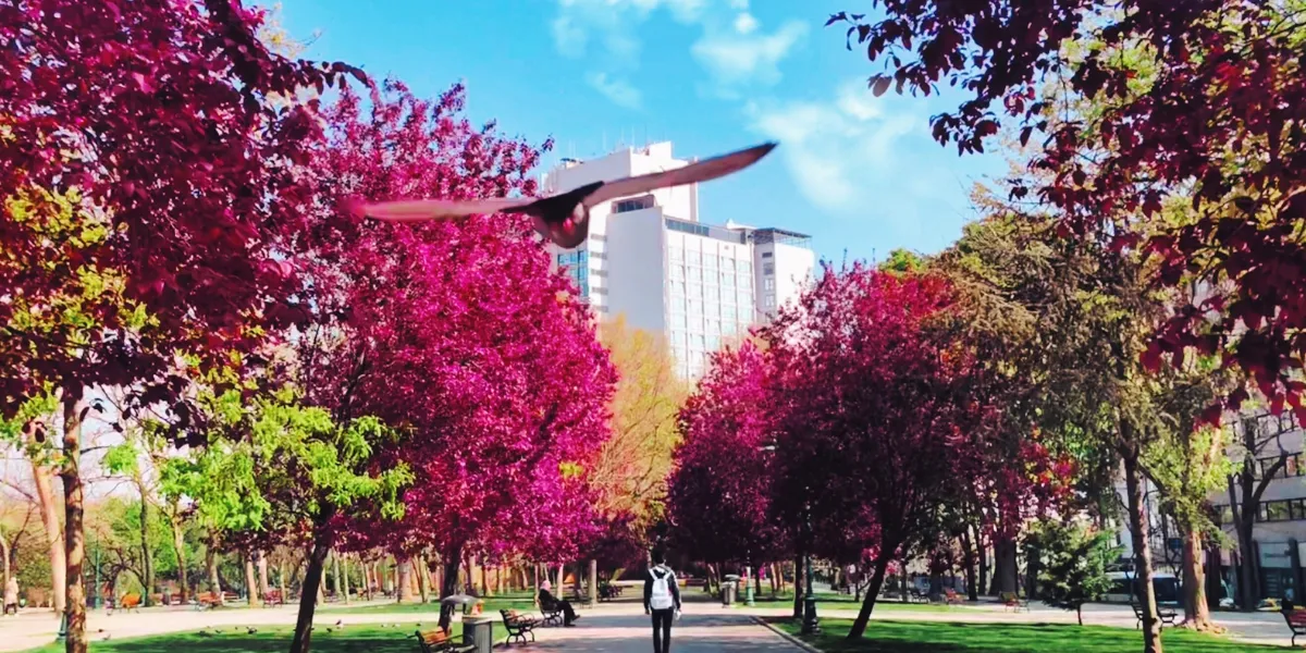 Amenity-Rich Neighbourhoods in High Demand