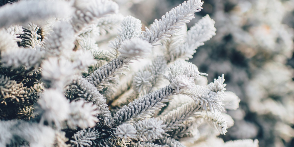 Tips To Enhance Your Curb Appeal This Winter