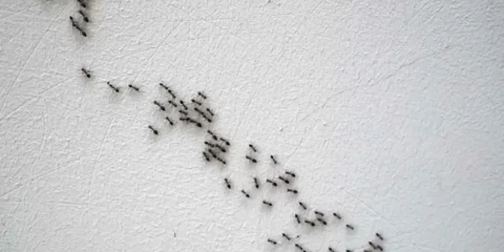 How To Get Rid Of Ants And Flies In The House
