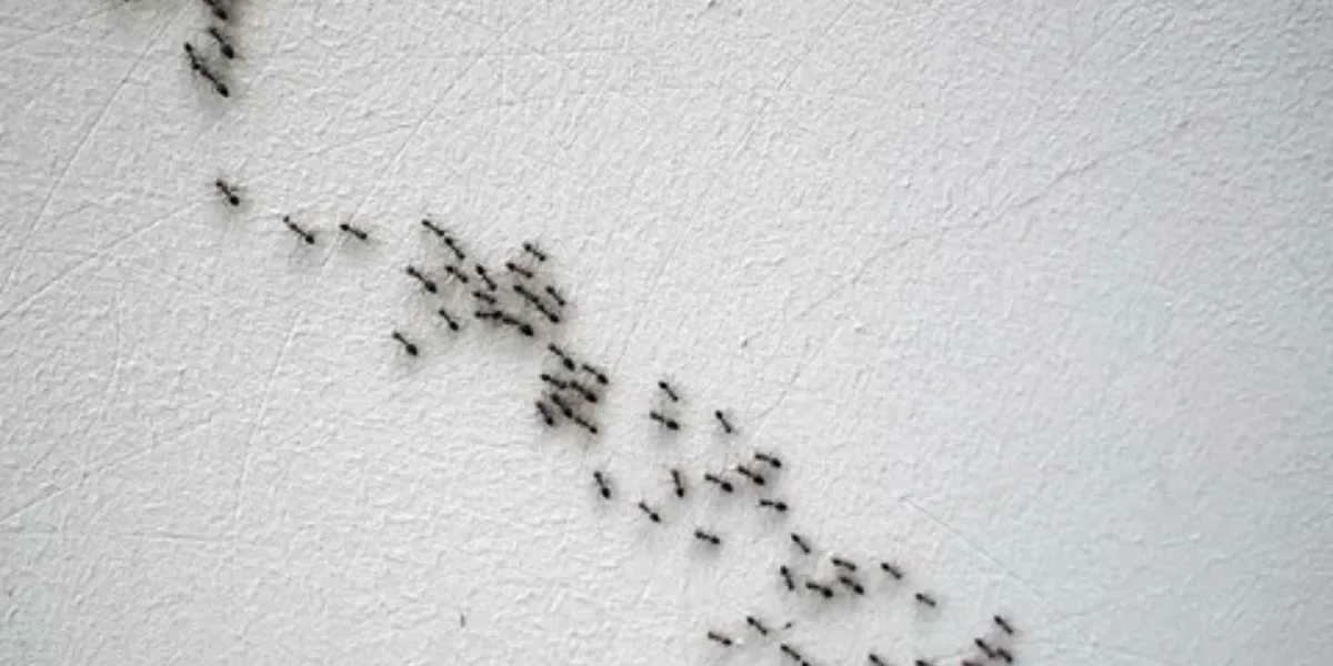 How To Get Rid Of Ants And Flies In The House