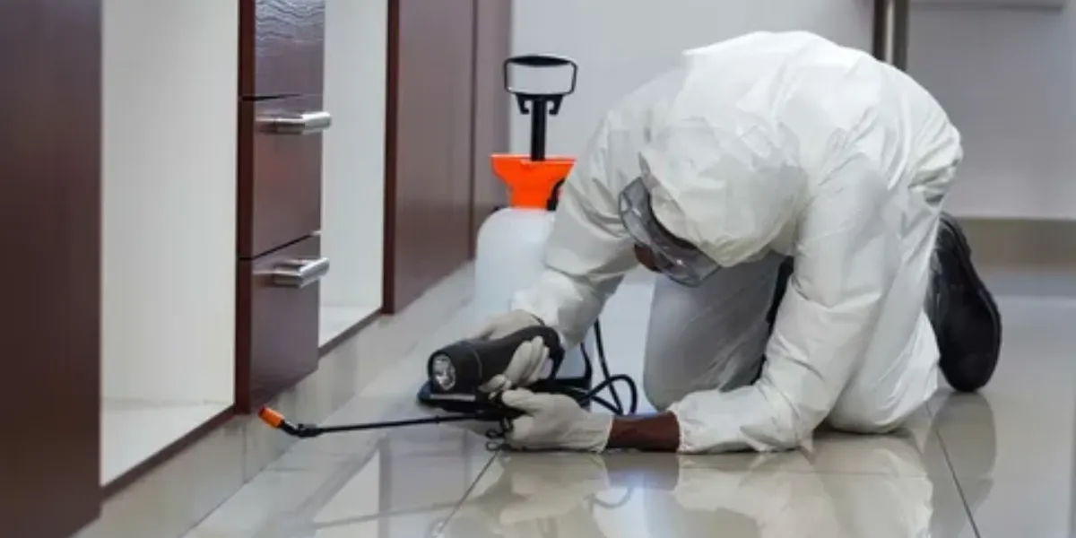 How To Get Rid Of Ants And Flies In The House