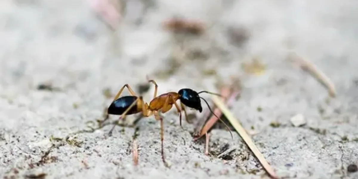 How To Get Rid Of Ants And Flies In The House